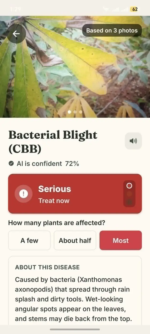 Diagnosis result naming Cassava Bacterial Blight at 72 percent confidence, flagged as serious, with an explanation of the disease